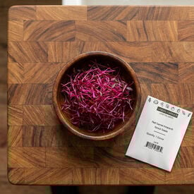 Red Garnet Amaranth, Sprouts